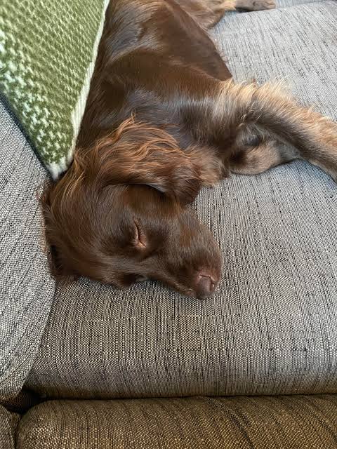 Happy dog