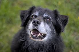 Happy dog