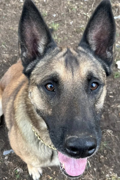 Happy Joint Defence customer dog