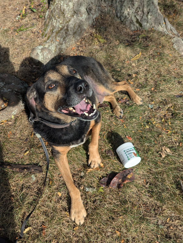Happy dog