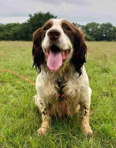 Happy Joint Defence customer dog