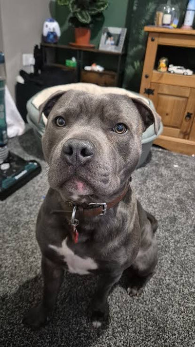 Happy Joint Defence customer dog