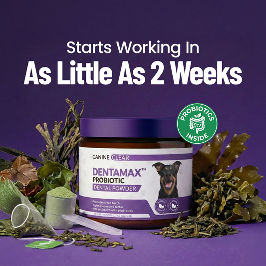 DentaMax™ Probiotic Dental Powder Offer - Canine Clear