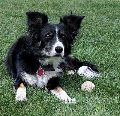 Happy Joint Defence customer dog