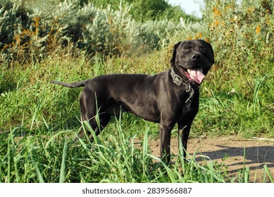 Happy dog