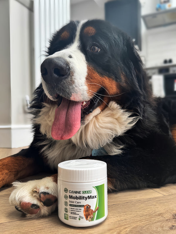 Happy dog