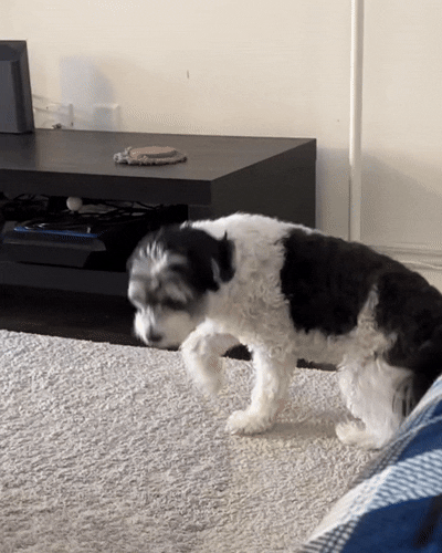 Antes: perro caminando con rigidez y molestia