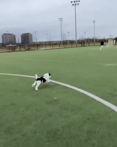 Después: perro corriendo con movilidad recuperada