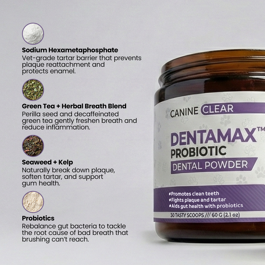 DentaMax™ Probiotic Dental Powder