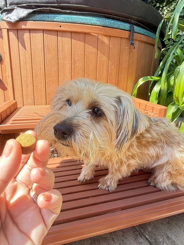 Happy dog