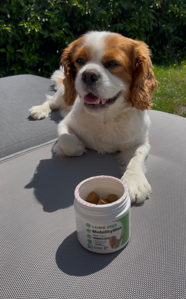 Happy dog