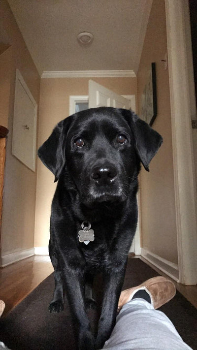 Happy Joint Defence customer dog