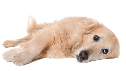 Perro acostado con dolor